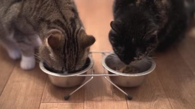 Slow-motion footage of two beautiful cats eating dry food from metal bowls. Cute pet. Cats eat together, drink water and click their tongue on the muzzle. High quality FullHD footage