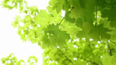 Yaprakların gökyüzüne doğru hareketi. Yeşil akçaağaç yaprakları rüzgarda sallanıyor. Yüksek kalite 4k görüntü