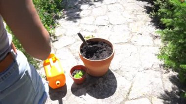 Tanınmayan bir kadın bitkileri kil bir çömleğe nakledecek. Genç bitkilerle dolu bir çömlek, yaz bahçesi işi. Yüksek kalite 4k görüntü