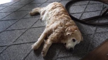 Kamera köpekleri kuyruk ve ağızlıklarını gösteriyor. Yorgun kıvırcık saçlı bir Labrador gri bir halıya uzanıp kuyruğunu sallıyor. Evcil hayvan yorgun, köpek dinleniyor. Yüksek kalite 4k görüntü