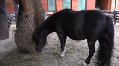 Siyah bir Amerikan cüce atı saman çiğniyor. Küçük bir midilli büyüklüğünde minyatür bir at. At, açık hava muhafazasında kuru otlarla beslenir. Yüksek kalite 4k görüntü