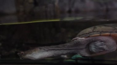 Domuz burunlu kaplumbağa ya da akvaryumda tatlı su içinde uçan nehir kaplumbağası. Bir kaplumbağa suda yüzer. Çocuklar cama dokunuyor. Yüksek kalite 4k görüntü