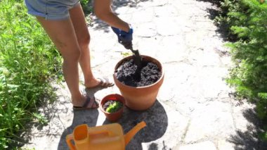 Bir kadın saksıda, bitki dikmek için bir spatulayla delikler açıyor. Topraklı bir çömlek çiçek ekmeye hazırlanıyor. Yüksek kalite 4k görüntü