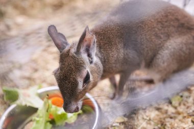 The Chacoan mara is standing next to a bowl eating vegetables. A hare-like herbivorous rodent. An aviary for an animal in a contact zoo. With space to copy. High quality photo clipart