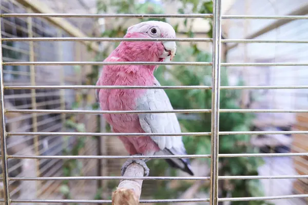 Stock image The parrot looks at the camera sitting in a large cage. The pink cockatoo is in an aviary at the contact zoo. With space to copy. High quality photo