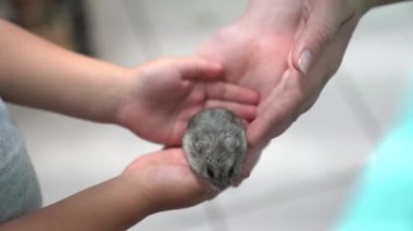 Çocuk ellerinde tüylü bir Dzungarian hamsterı. Bir kemirgen, yakın plandaki komik bir evcil fare. Sevgi ve evcil hayvan kavramı. Yüksek kalite 4k görüntü