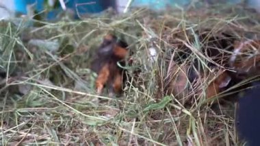 Samanlıkta koşan samanlı ve kobaylı bir kuşhane. Taze sebzeli metal bir tabak. Sağlıklı sebze yemek. Hayvanat bahçesindeki hayvan bakımı. Yüksek kalite 4k görüntü