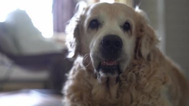 Eski bir Labrador Retriever kameraya bakar ve şaşırır. Köpek yürüyüşe çıkmak için bekliyor. Şaşırdığında dişler görünür. Yüksek kalite 4k görüntü