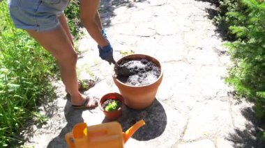 Tanınmayan bir kadın elinde kürekle toprağı kazıyor ve bitkileri naklediyor. Topraklı bir çömlek bitki ekmeye hazırlanıyor. Yüksek kalite 4k görüntü