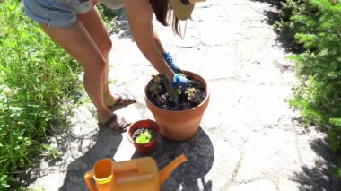 Tanınmayan bir kadın kilden bir kaba coleus çiçeği yerleştirir. Toprakla kaplı bir çömlekte, yere delikler açan çiçekler dikmek için. Yakınlarda sulama konservesi var. Yüksek kalite 4k