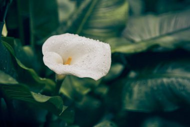 Yaprakların koyu yeşil zemininde tek bir beyaz zambak zarif kıvrımlarını ve yumuşak dokusunu vurgular. Kopyalayacak yer de var. Yüksek kalite fotoğraf