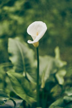Odaklanmamış yeşil bir yaprak zemin üzerinde beyaz bir kalla çiçeği zarif kıvrımlarını ve yumuşak dokusunu vurgular. Kopyalayacak yer de var. Yüksek kalite fotoğraf