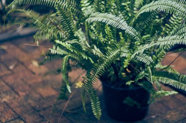 Tenceredeki nefrolepis eğreltiotu dışarıda duruyor. Doğal arka plan. Kopyalanacak yeri olan bir bitkiyle ilgilenmek. Yüksek kalite fotoğraf