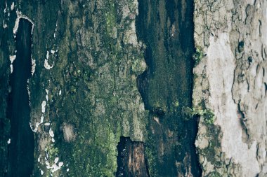 Doğa parklarında yosunların filizlendiği kırık bir ağaç kabuğu. Yüksek nem nedeniyle, ağaç yosunlarla kaplıdır. Dokulu doğal arkaplan ve kopyalanacak alan. Yüksek kalite fotoğraf