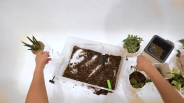 Kadın eli beyaz bir arka planda beyaz bir geometrik çömleğe silindirik bir sansevieria çiçeği nakleder. Yüksek kalite 4k görüntü