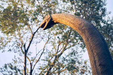 Ağaçların ve gökyüzünün arka planında bir brachiosaurus 'un başı. Dinozor bir Sauropod 'du, en büyüklerinden biriydi. O, Jurasik dönemin sonunda yaşadı. Kopyalayacak yer de var. Yüksek kalite fotoğraf