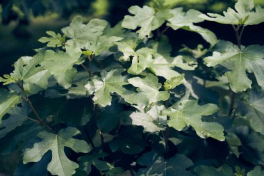 Yeşil incir ağacı yapraklarının arka planı. Karanlık bir arkaplanda kopyalayacak bir boşluk var. Yüksek kalite fotoğraf