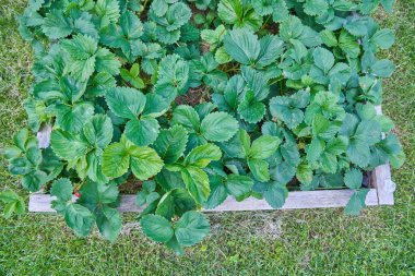 Bahçede yetişen yeşil çilekler çilek çiftçiliğinin büyümesini gösteriyor. Yeşilliğin ve ekilmiş çileklerin bolluğunun altını çiziyorum. Kopyalayacak yer de var. Yüksek kalite fotoğraf