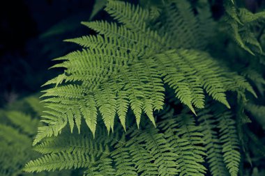 Güzel eğrelti otları yeşil yapraklar oluşturur. Güneş ışığında doğal yeşil eğreltiotu arka planı. Kopyalayacak yer de var. Yüksek kalite fotoğraf