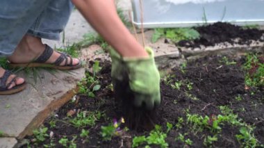 Bir kadın bahçeye bir fidan diker. Noel ağacı için küçük bir çiftlik. Bahçenin arka bahçesinde. Yüksek kalite 4k görüntü