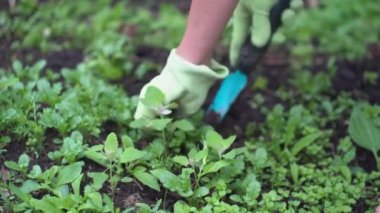 Bir kadın eli bahçedeki yabani otları temizler, sebze yetiştirir, tarımsal bir hobi. Kırsal alan. Yüksek kalite 4k görüntü