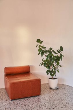 Modern bir oturma odasının, kahverengi deri bir koltuk ve kopyalamak için alanı olan yeşil bir incir ağacıyla dekore edilmiş bir fotoğrafı. Yüksek kalite fotoğraf