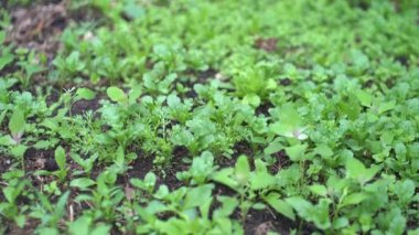 Doğaya, yabani otlara ve orman koruma kavramına özel ilgi gösterilir. Kamera yerde çimenlerle hareket ediyor. Yüksek kalite 4k görüntü