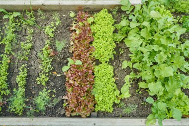 Bahçede otlar yetiştiriyor. Ev bahçesinden sebzeler. Çiftlikten doğal organik tarım ürünleri. Vejetaryen, vejetaryen ve çiğ yemek seçenekleri. Yüksek kalite fotoğraf