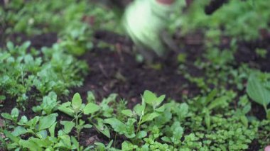 Yabani otlara dikkat edilir. Toprağı tohum ekmeye hazırlıyorum. Bir kadın eli bahçedeki yabani otları temizler, sebze yetiştirir, tarımsal bir hobi. Yüksek kalite 4k görüntü