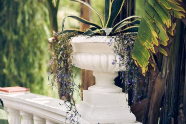 American Agave park alanında yetişiyor. Amerikan agave bitkisinin uzun çizgili yaprakları her zaman yeşil ve yaprak döken bitkilerin arka planına çizilmiş. Yüksek kalite fotoğraf