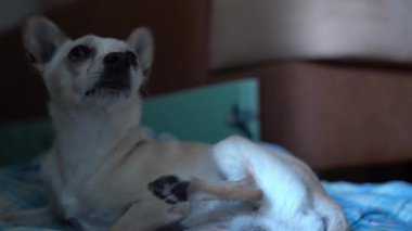 Küçük bir çocuk, elini sallayarak bir Chihuahua melez köpeğini gücendiriyor. Köpek saldırgandır ve çocuğu ısırır. Yüksek kalite 4k görüntü