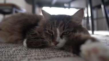 Uzun saçlı kedi gözlerini kapatıyor, yorgun evcil hayvan uyumak istiyor. Hayvan bakımı kavramı. Yüksek kalite 4k görüntü