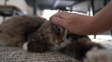 Hayvanını okşuyorum. Uzun saçlı kedi gözlerini kapatıyor, yorgun evcil hayvan uyumak istiyor. Hayvan bakımı kavramı. Yüksek kalite 4k görüntü
