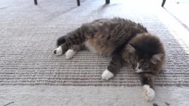 Kedi güneş ışınlarında örülmüş bir halının üzerinde huzur içinde uyur, sakinlik ve sıcaklık saçar. Hayvan bakımı kavramı. Yüksek kalite 4k görüntü