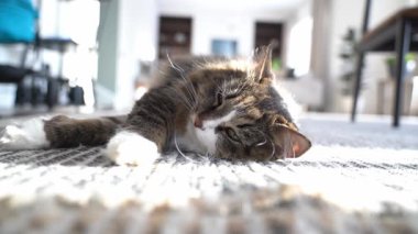 Samimi bir kedi rüyası. Çekici, tüylü bir kedi sıcak ve rahat bir oturma odasında güneş ışınlarının altında bir halının üzerinde uyur. Yüksek kalite 4k görüntü