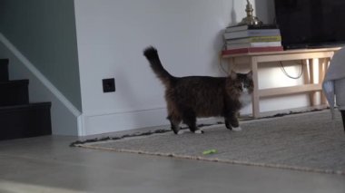 Sıcak bir atmosferi ve modern mobilyaları olan bir oturma odasında kameraya doğru yürüyen tüylü bir kedi. Yüksek kalite 4k görüntü