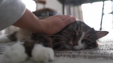 Kedi uykuya dalar. Hayvanını okşuyorum. Uzun saçlı kedi, yakın plan, gözlerini kapatıyor, yorgun. Hayvan bakımı kavramı. Yüksek kalite 4k görüntü