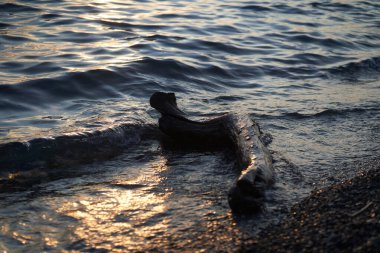 Sahilde sürüklenen bir ağaç. Alacakaranlıkta deniz. Öğleden sonra güneşinde bir çakıl taşı plajına akan su. Kopyalanacak bir yer var. Yüksek kalite fotoğraf