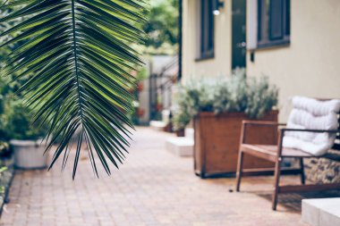 Tropikal bir palmiye bitkisinin yapraklarına yakın çekim. Eğlence için bir misafir evinin arka planına karşı. Kopyalayacak yer de var. Yüksek kalite fotoğraf