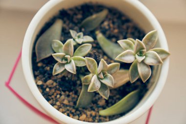 Paraguay graptopetalum 'u modern, yuvarlak bir kapta. Saksıda yetişme kavramı. Evin peyzajı. Yüksek kalite fotoğraf