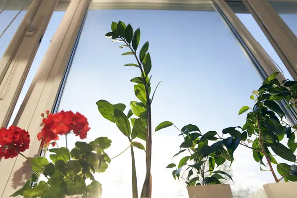 Geranium, zamiokulka ve arka planda incir ağacı Benjamin. Evde bahçıvanlık ve kapalı alandaki bitkilerin bahar bakımı. Yüksek kalite fotoğraf