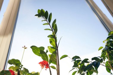 Geranium, zamiokulka ve arka planda incir ağacı Benjamin. Evde bahçıvanlık ve kapalı alandaki bitkilerin bahar bakımı. Yüksek kalite fotoğraf