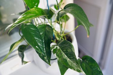 Küçük egzotik bir ev bitkisi epipremnum pinnatum White pencerenin arka planındaki beyaz bir saksıda ince yapraklar ile. Yüksek kalite fotoğraf