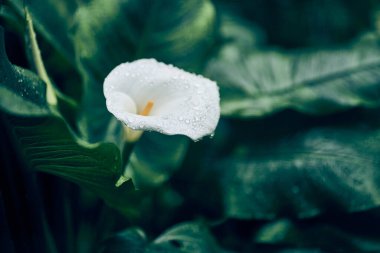 Güneş ışığında yeşil bir zemin üzerinde beyaz bir kalla çiçeği arka plan olarak doğal bitki örtüsünü kopyalamak için alanı kullanır. Kapak konsepti. Yüksek kalite fotoğraf
