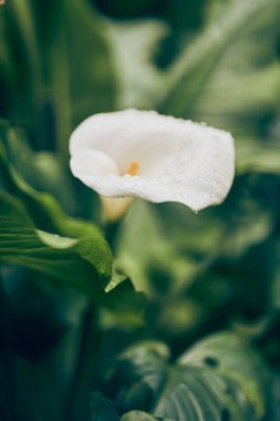 Yaprakların yeşil zeminindeki tek bir beyaz zambak dikey görüntüsü zarif kıvrımlarını ve yumuşak dokusunu vurgular. Kopyalayacak yer de var. Yüksek kalite fotoğraf