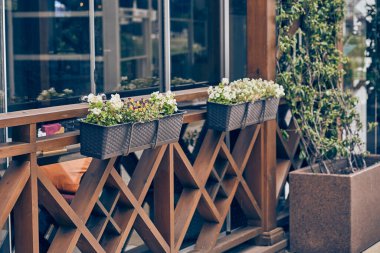 Yazlık verandalı bir açık hava cam kafe cephesi. Kadife çiçekleri, muhallebi çocukları ve alkaliposlar cam bir binanın önündeki tahta bir kutuda yetişir. Kopyalanacak bir yer var. Yüksek kalite fotoğraf