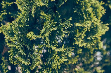 thuja şubelerine yakın çekim. Evergreen kozalaklı thuja. Süslü bir bitki. Yaprakların dokusu. Kopyalayacak yer de var. Yüksek kalite fotoğraf
