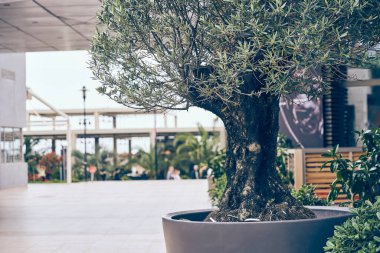 Kafe binasının arka planında beton bir tencerede zeytin ağacının bir parçası. Restoranın girişine yakın dekoratif bir unsur. Kopyalayacak yer de var. Yüksek kalite fotoğraf
