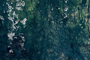 Doğa parklarındaki bir ağacın kabuğunda yosun yetişir. Havanın yüksek nemi nedeniyle, ağaç devrilir. (Gülüşmeler) Dokulu doğal arkaplan ve kopyalanacak alan. Yüksek kalite fotoğraf