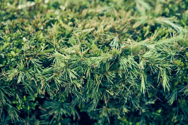 Genç tarla kuşları. Genç yeşil karaçam iğnelerine yakın çekim. Kesilmiş bir ağaç şekli. Kopyalayacak yer de var. Yüksek kalite fotoğraf